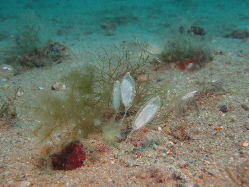 Capsula ovarica di Bivetiella cancellata